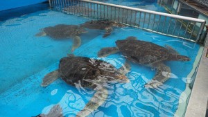 blog102_img014