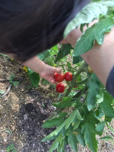 畑に行ってきました!(^^)!