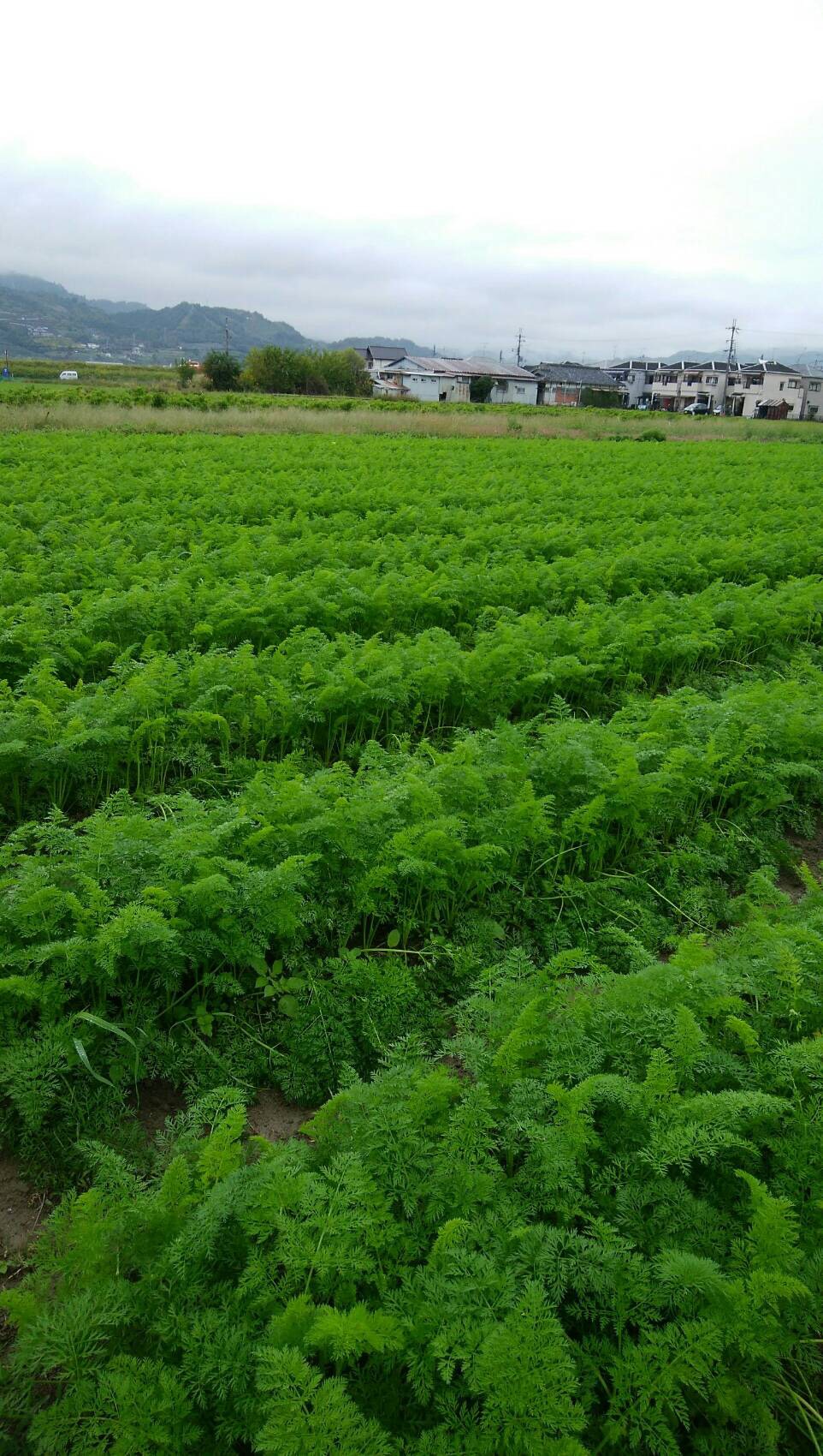 和歌山の橋本農苑さんを見学してきました。