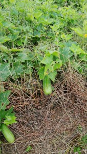 blog321_img008