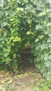 blog321_img010