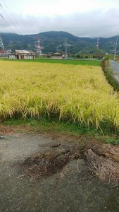 blog321_img011