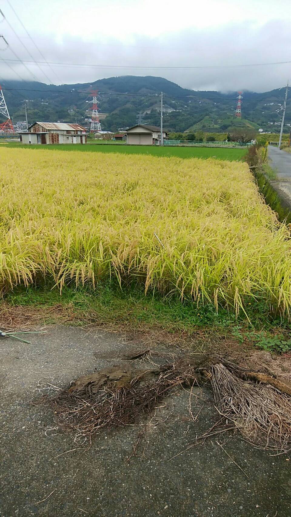和歌山の橋本農苑さんを見学してきました。