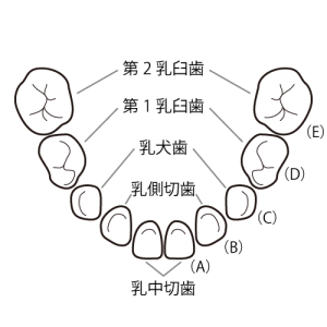 dental_formula_baby_tooth_under_text-300x300