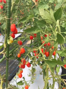 line_130157652303886